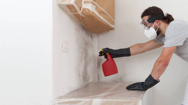 Professional Crawl Space Mold Remediation technician working in Garden City, MI